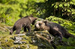 Braunb�r - Zum Vergroessern klicken!